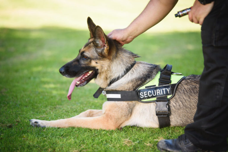 The Role Of K9 In Security